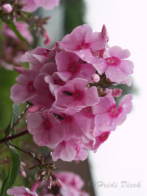 Phlox Landhochzeit.JPG